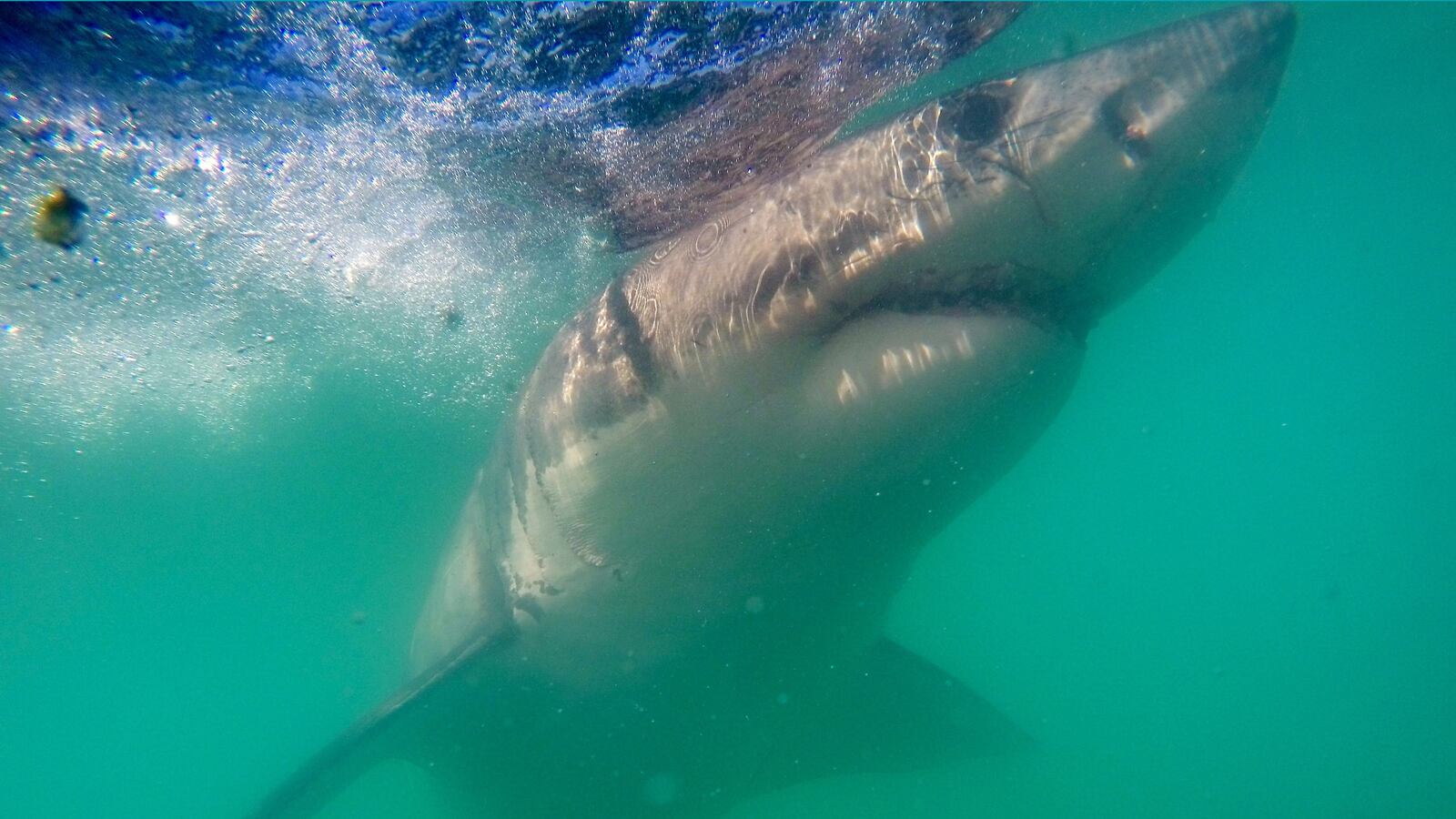 articles/2016/06/28/watch-a-giant-shark-rip-a-smaller-shark-in-half/160628-slattery-shark-attack-tease_l4msfx