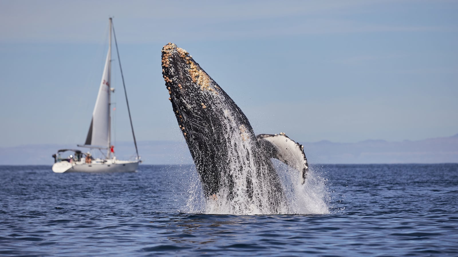 190512-ross-baja-california-1_reiwk9