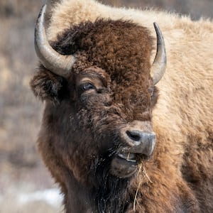 bison
