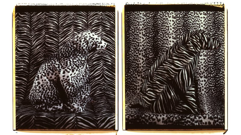 170929-p058_04030_Leopard_Zebra_1981_zixhjg