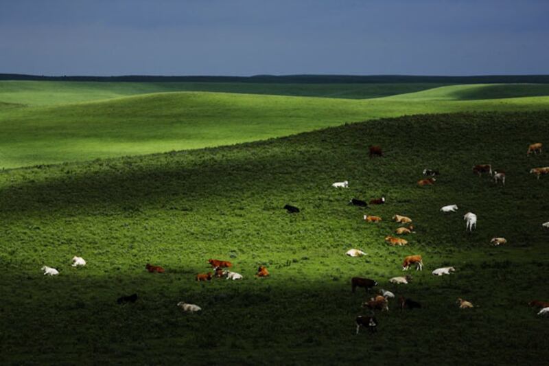 galleries/2010/07/08/an-american-prairie-feast/summer-food-kansas-1_dur2qg