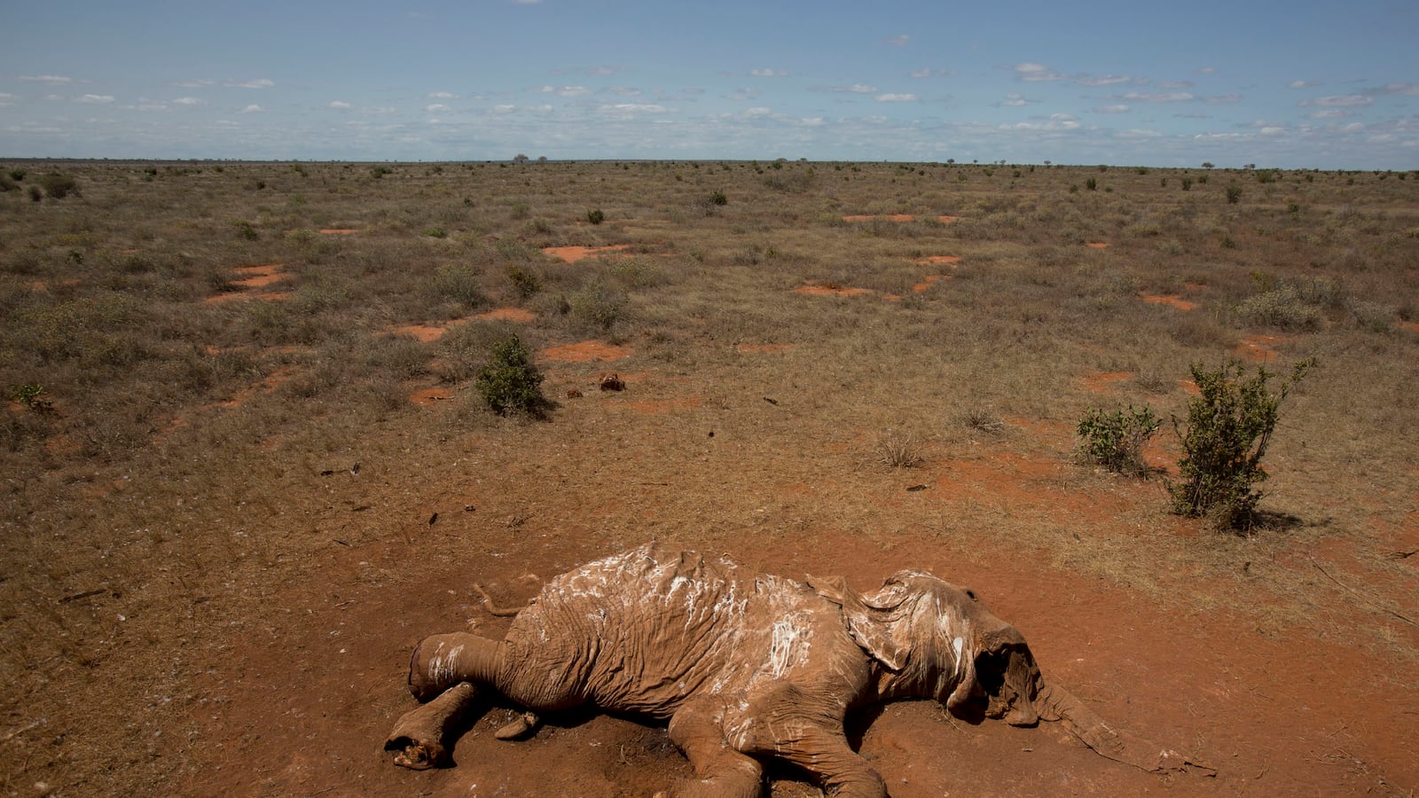 articles/2015/08/01/war-is-hell-for-these-wild-animals/150731-kiser-poaching-tease_k8sjzp