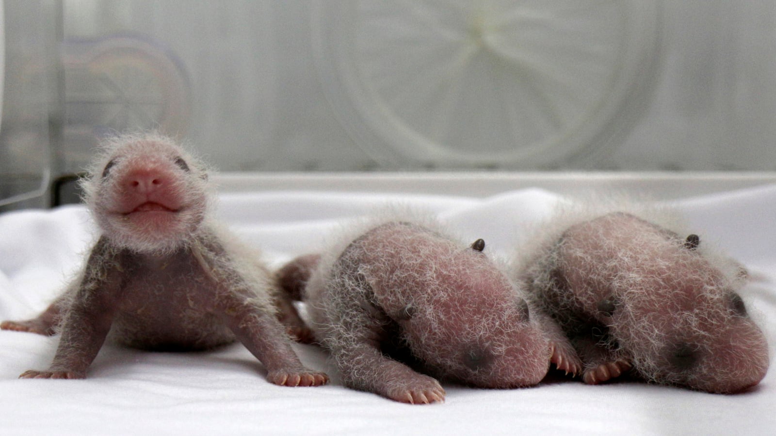 cheats/2014/08/12/first-surviving-panda-triplets-born/140812-panda-triplets-cheat_xfzlq8