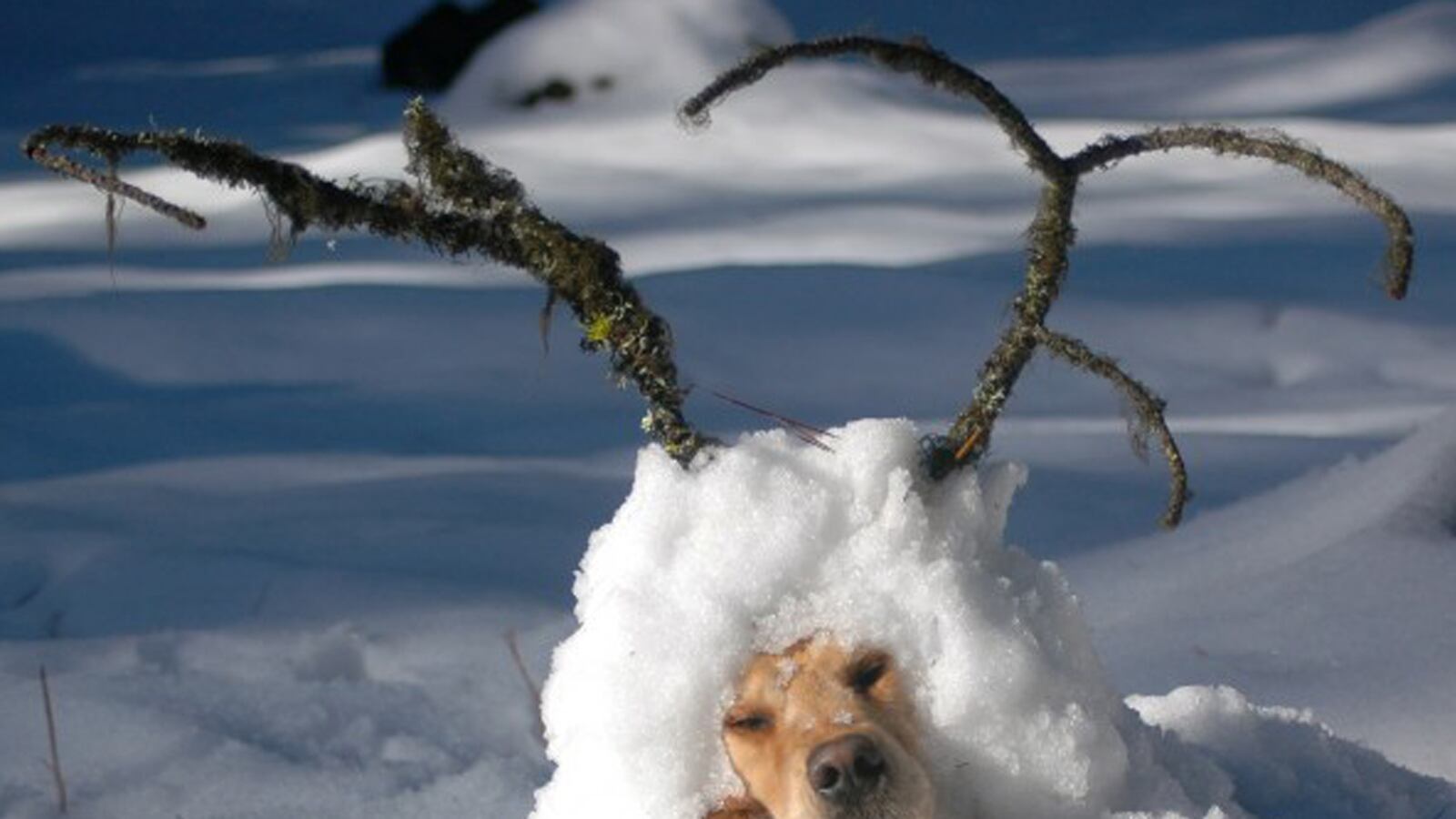 articles/2013/12/25/meet-butters-the-golden-retriever-who-doubles-as-christmas-model/131223-daly-butters-tease_k1bpmh