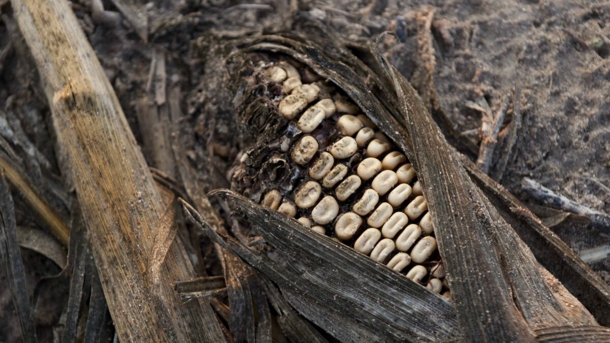 cheats/2012/08/24/midwestern-wells-drying-up/drought-midwest-cheat_gsqzuk