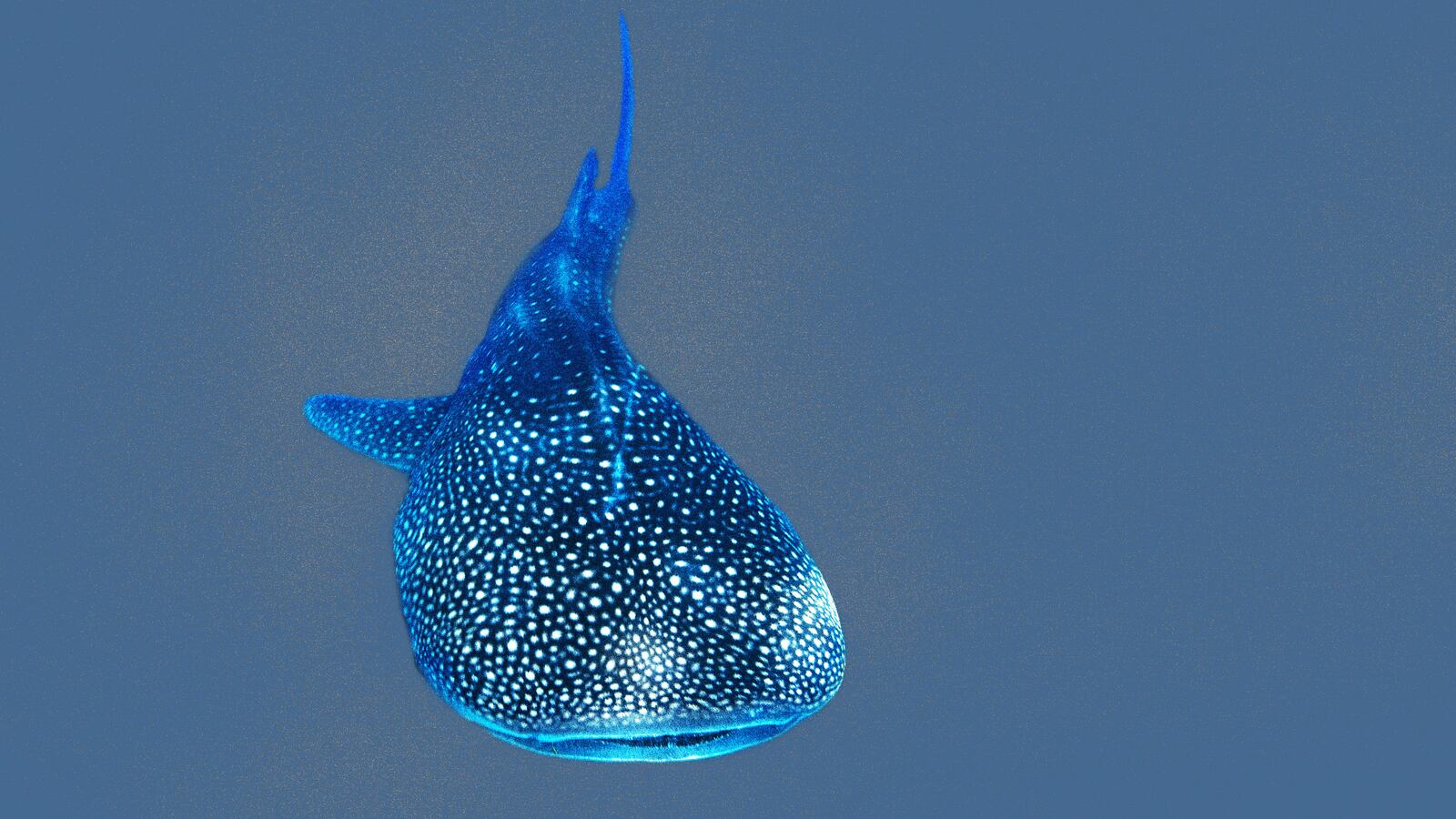 181209-hobson-mozambique-shark-rays-hero_kslysb