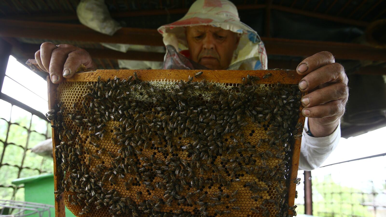 170801-bees-cheat_fmb8ff