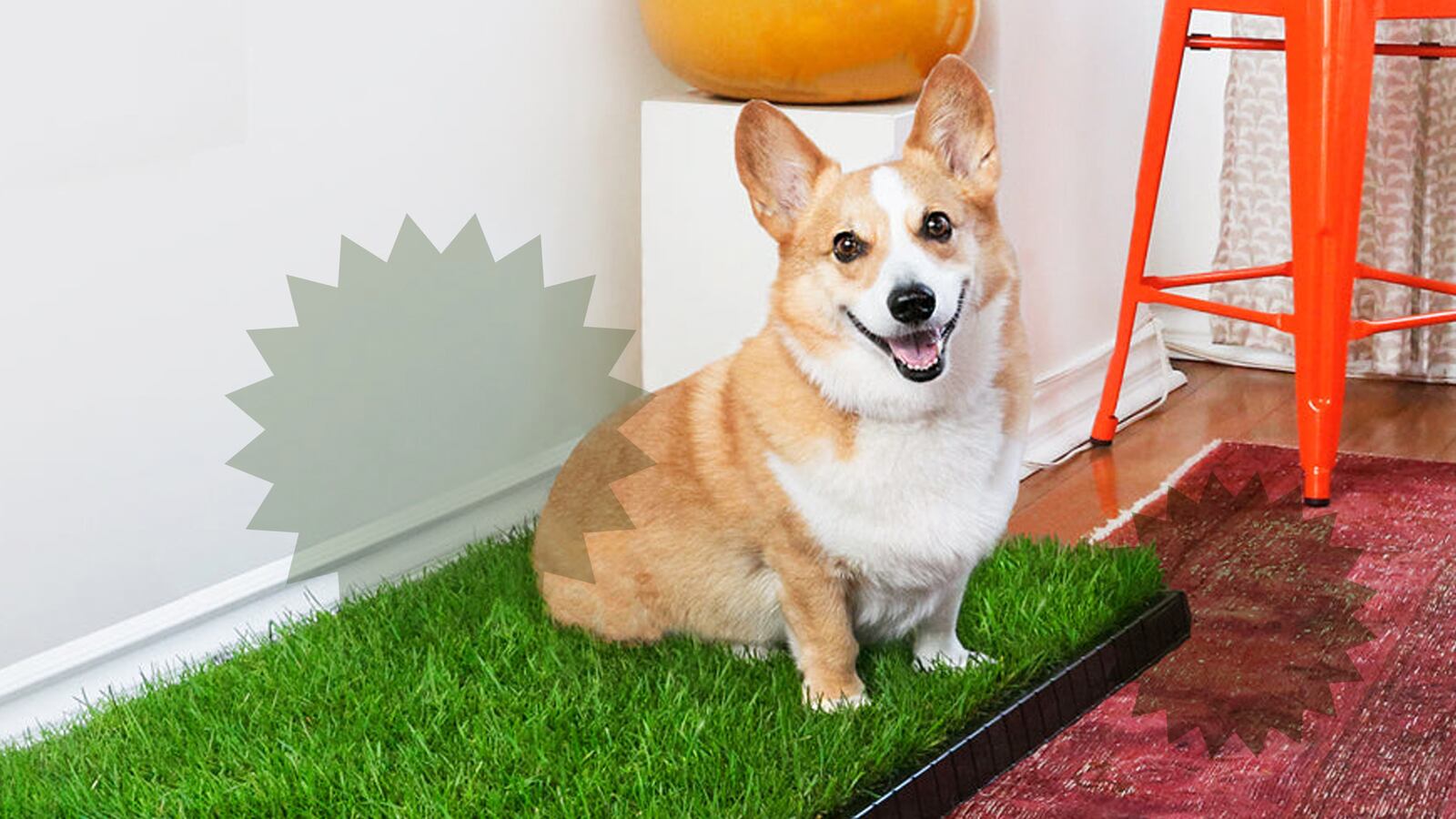 DoggieLawn Potty Patches review