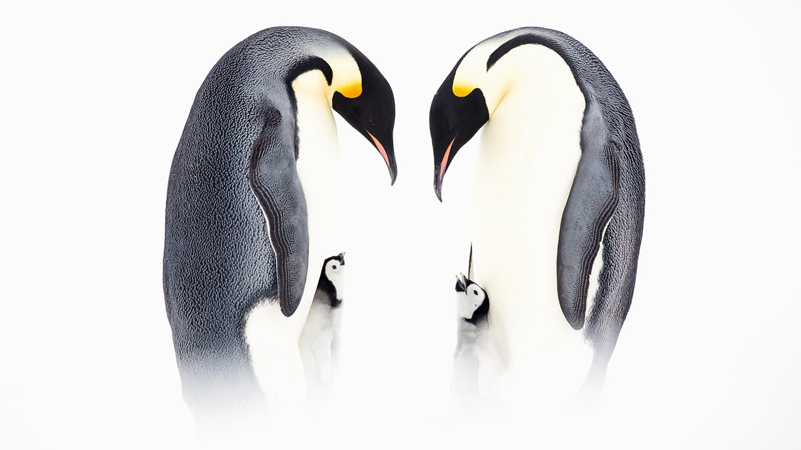 191114-McCrae-penguins-tease_yg2phs