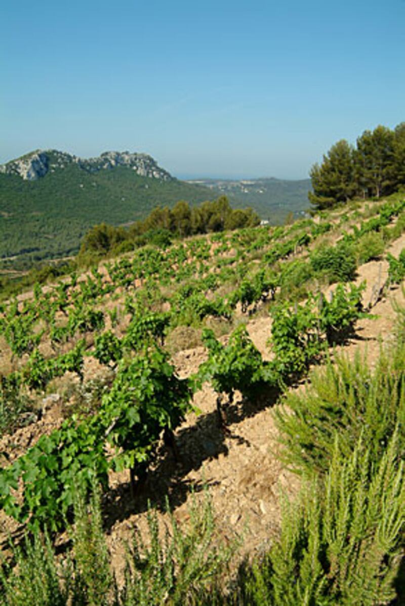 galleries/2010/08/03/summer-foods-alice-waters/summer-food---alice-waters-5_wpjtro