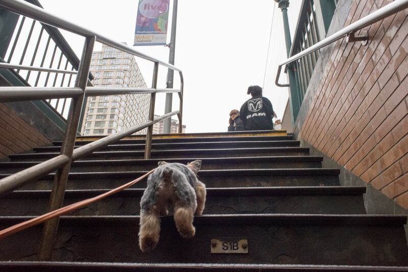 galleries/2015/02/22/inside-the-posh-life-of-a-new-york-yorkie-photos/150220-bear-dog-13_folngp