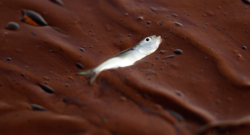 galleries/2010/12/29/the-year-in-pictures-2010/year-in-pictures---oil-2_o9dgji