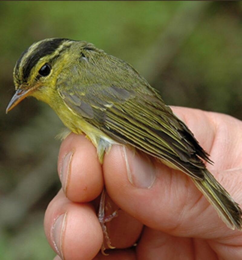 galleries/2011/12/26/scientific-advances-of-2011/scientific-advances-big-small-2011-gal-new-species_nxwmlr