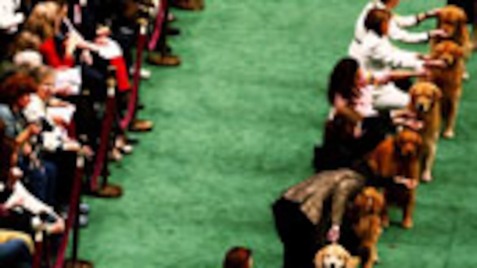 articles/2010/02/14/dog-names-of-the-future/rosenkrantz-dog-show_81611_karvkl