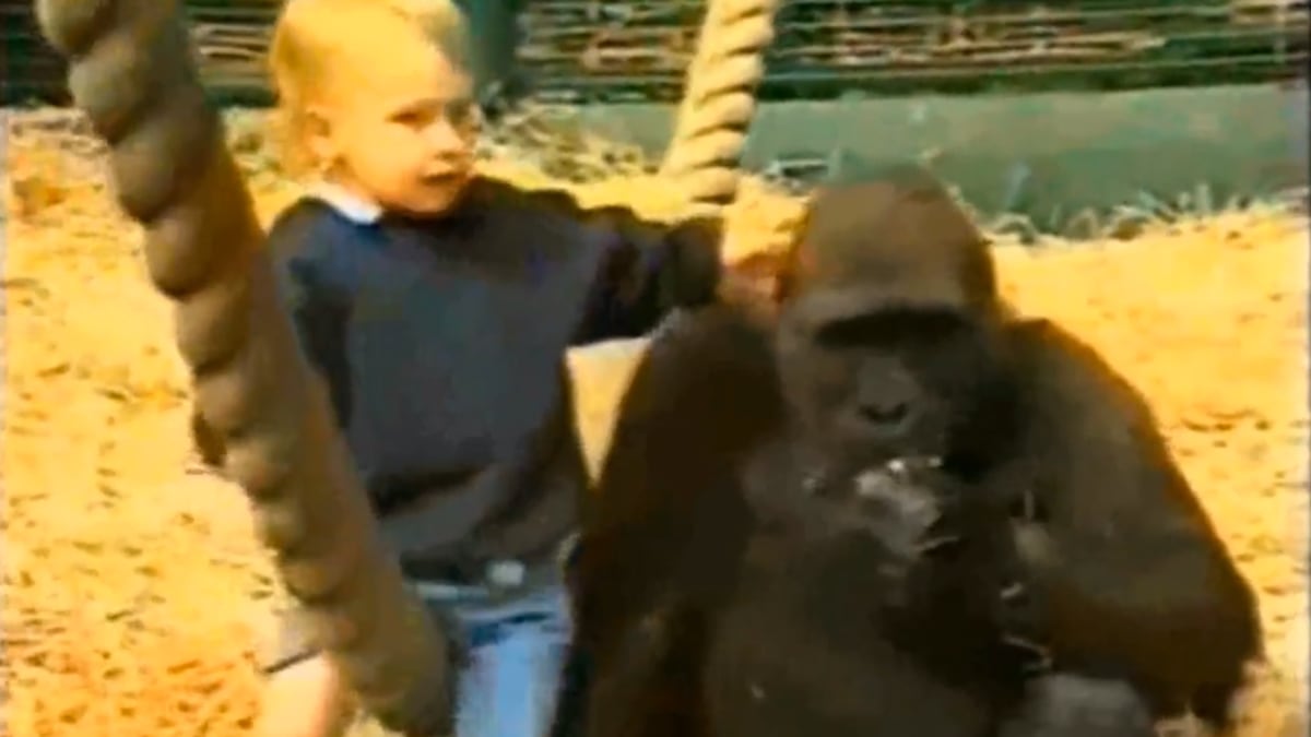articles/2012/09/24/dad-why-i-let-my-18-month-old-daughter-play-with-gorillas/child-playing-with-gorilla-sykes_ffg4cd
