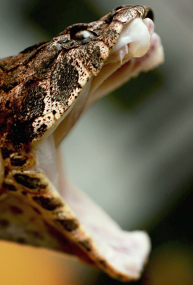 galleries/2010/02/25/the-world-s-deadliest-snakes/deadliest-snakes---death-adder_k9j9lv