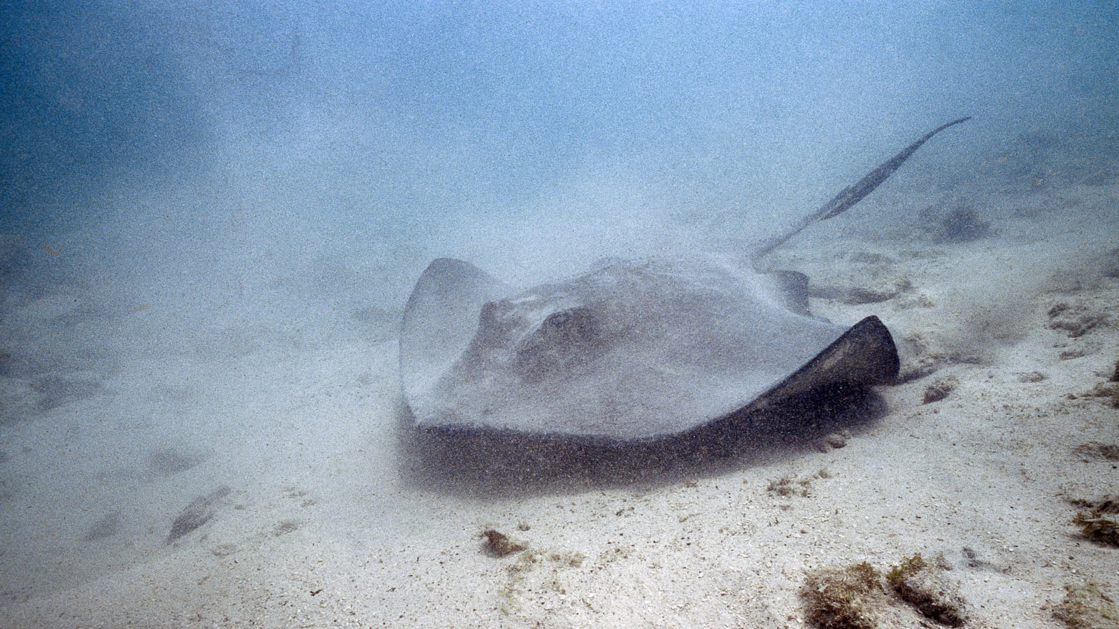 A southern stingray