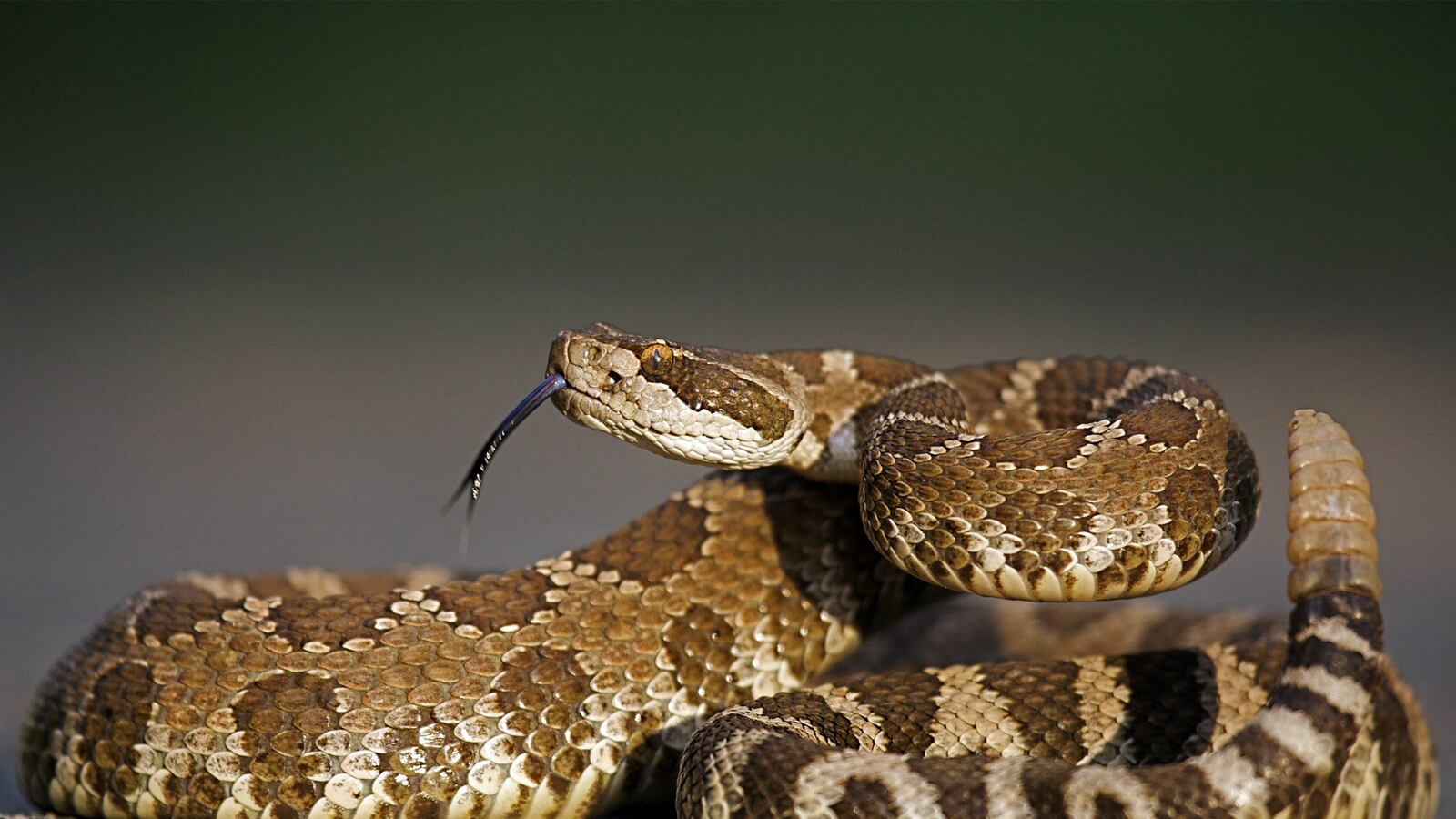 articles/2016/02/23/massachusetts-gets-a-poison-snake-island/160223-collins-rattlesnake-island-tease_o48ta3