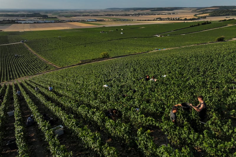 A drone view shows grape pickers harvesting fruit from the vines at the Champagne Jean Velut vineyard during the early start of the Champagne harvest, in Montgueux, as heatwaves accelerate grape harvest across French vineyards, France, August 14, 2026. REUTERS/Sarah Meyssonnier