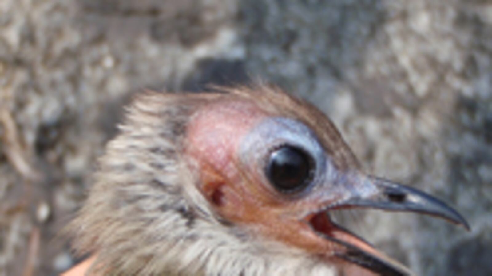 cheats/2010/10/06/145-new-species-found-in-asia/new-species_bklepa