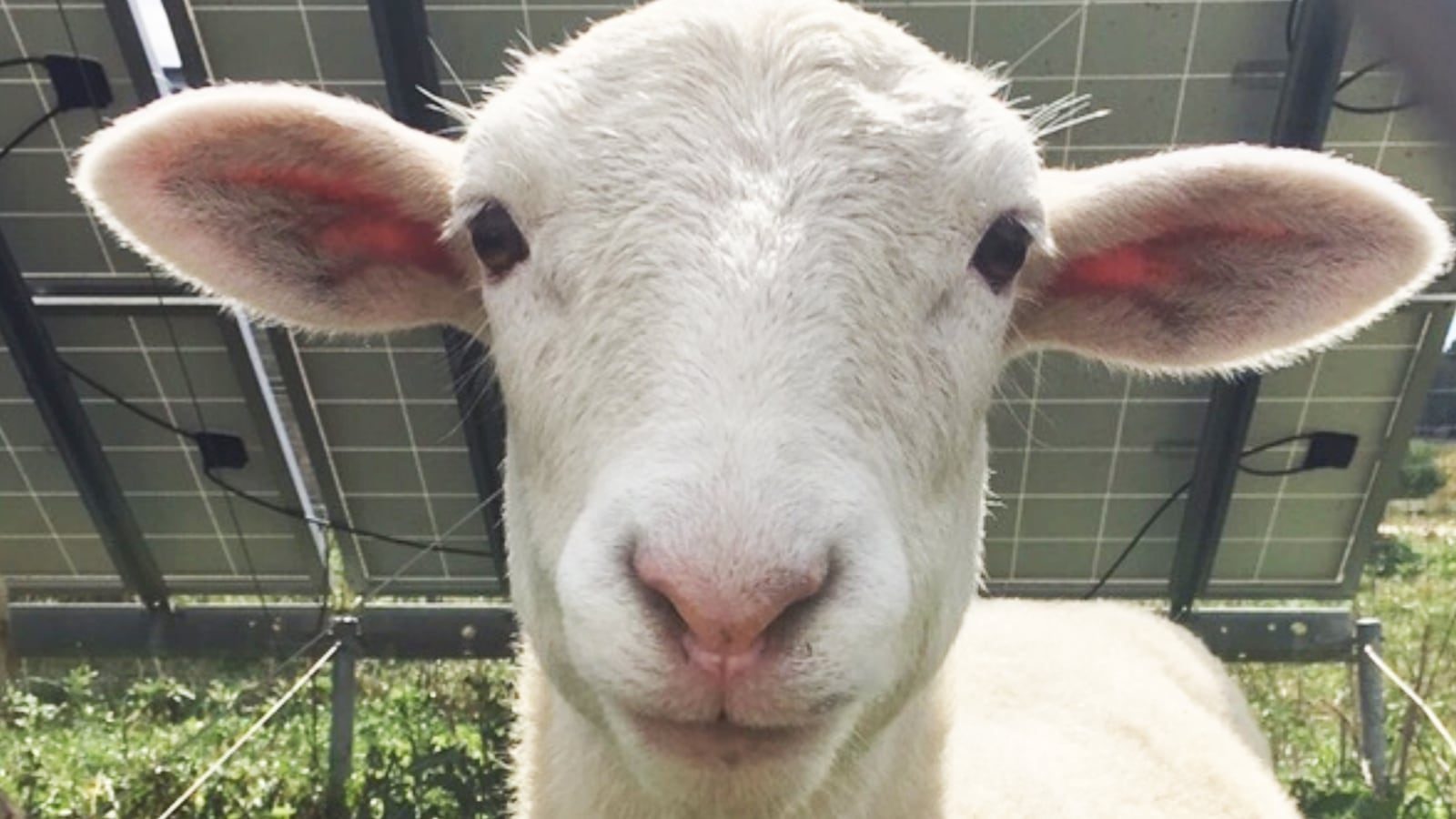 191206-Messer-Animal-rights-tease_qjzdn3