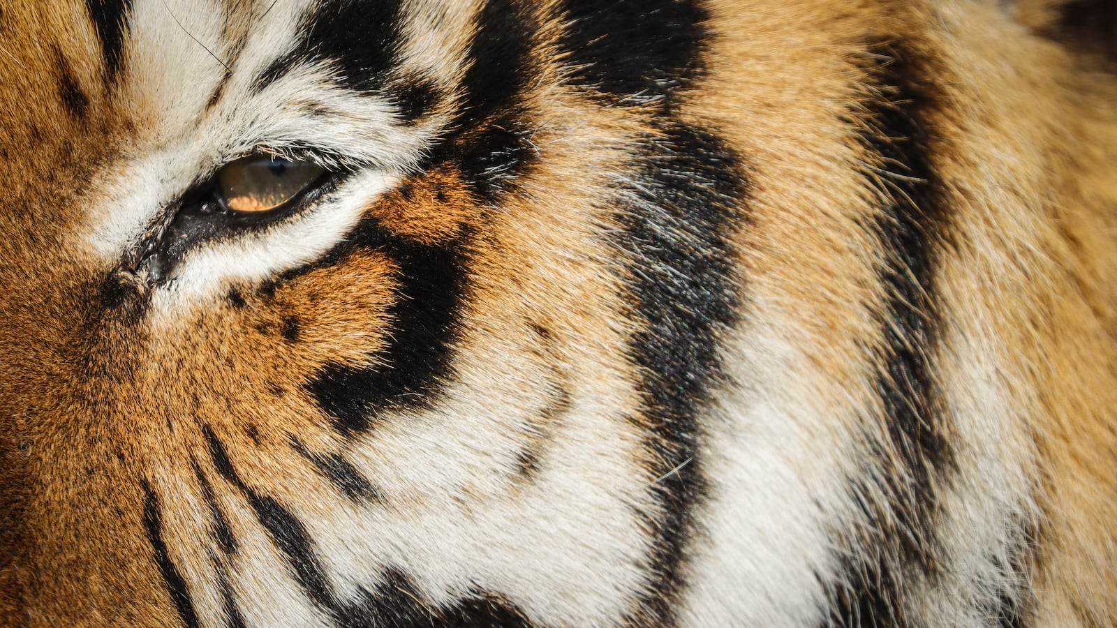 GettyImages-1209190042_cfgvfk