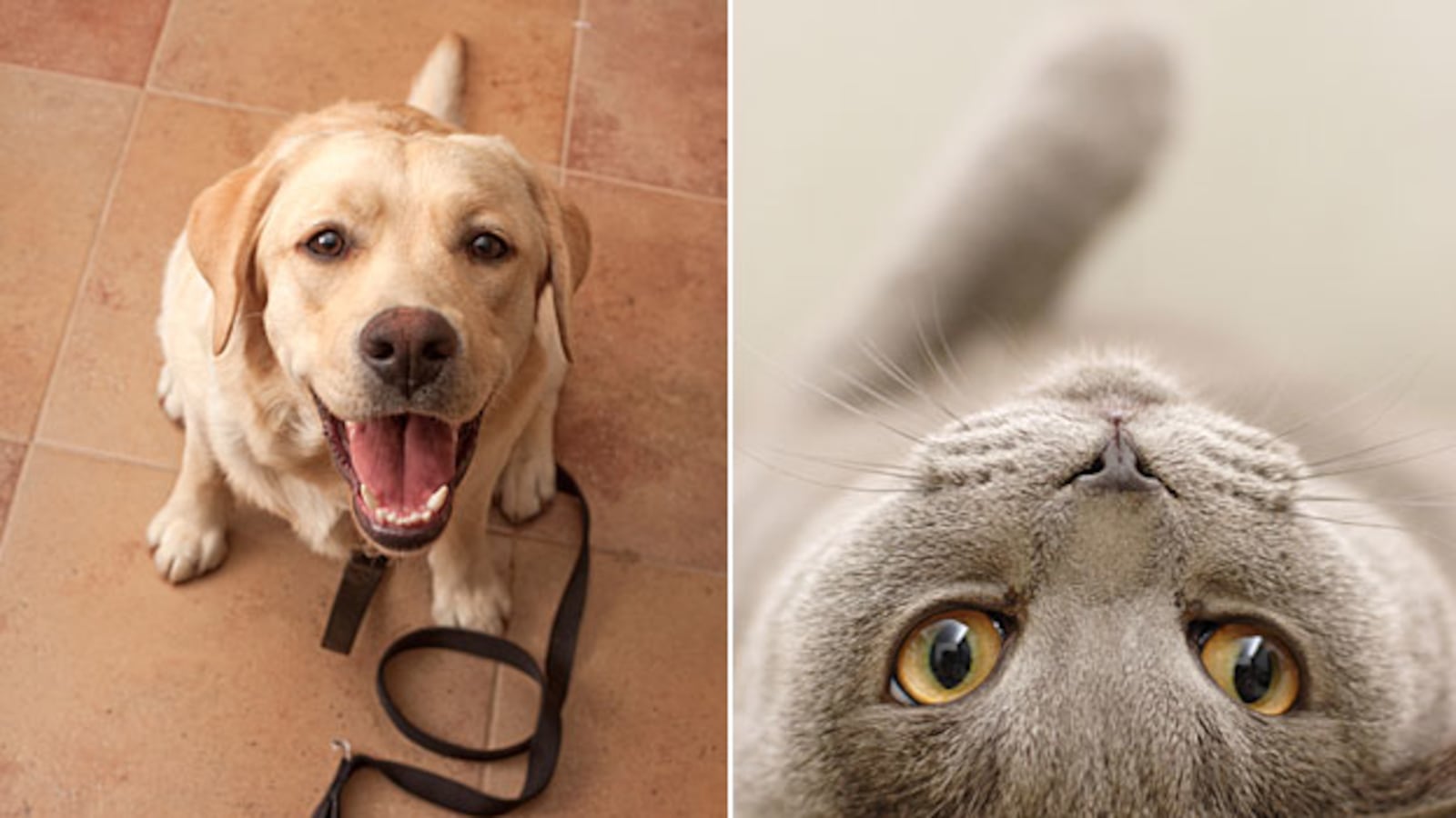 galleries/2010/11/28/animal-iqs/animal-iqs---dogs-cats_jkxm59