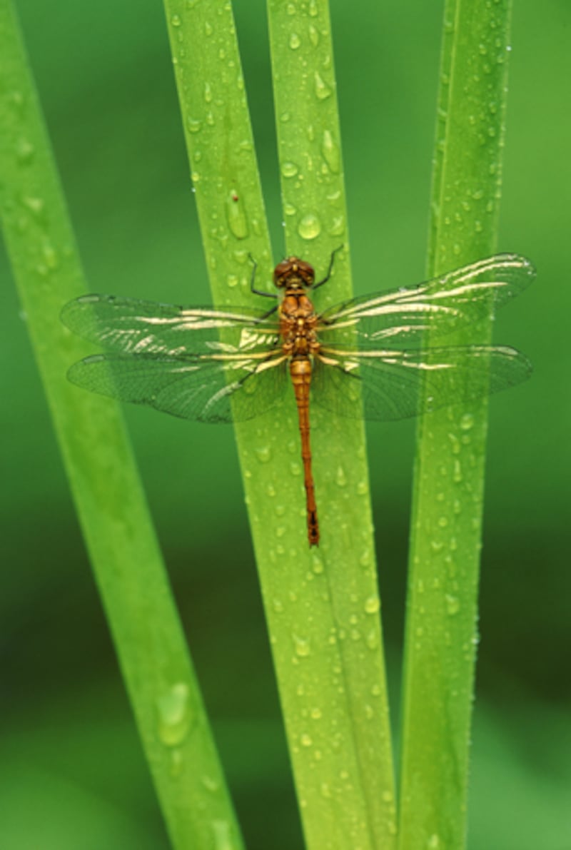 galleries/2012/08/19/mosquito-predators-from-dragonflies-to-purple-martins-photos/mosquito-killers-dragonfly_ymrs3j