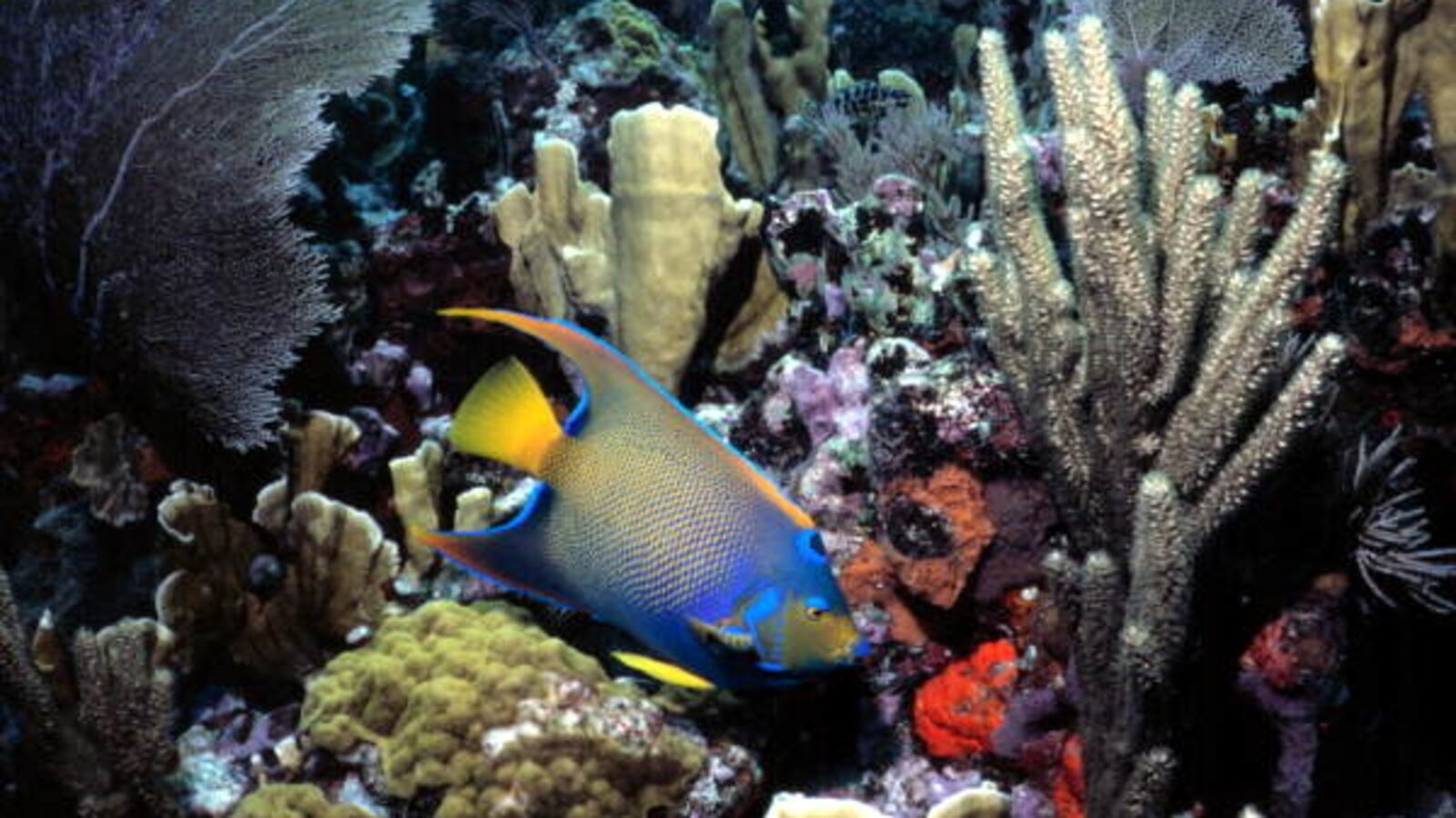 Florida’s coral reefs are being threatened by record ocean temperatures.