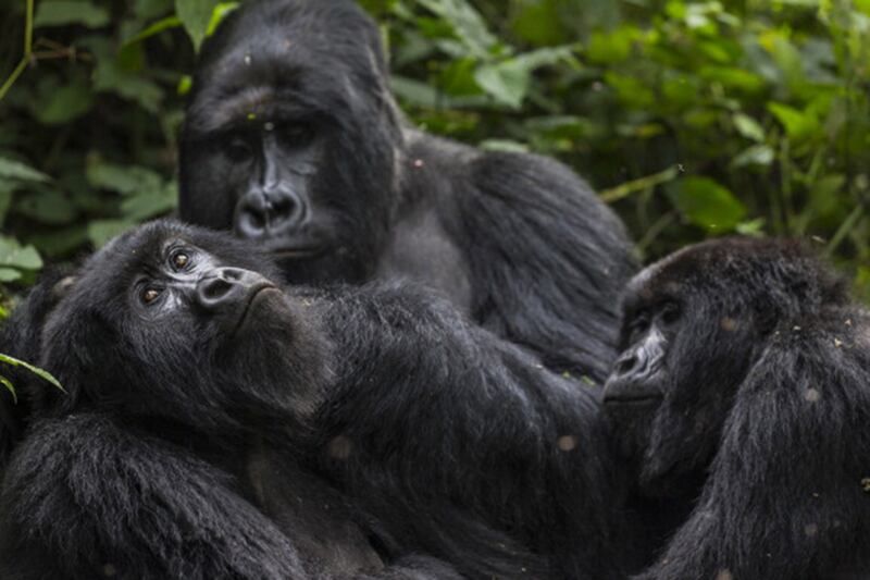 galleries/2014/11/06/a-belgian-prince-gorillas-guerrillas-the-future-of-virunga-photos/141105-congo-prince5_jb3z1a
