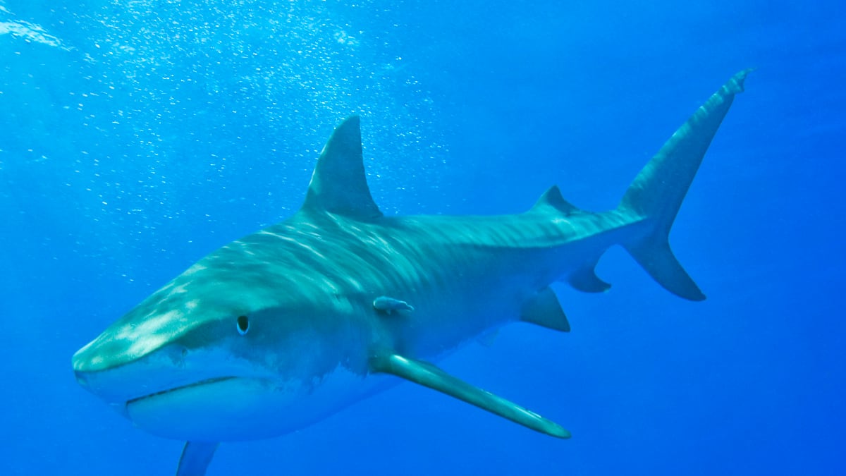 cheats/2011/08/17/seychelles-shark-attack-kills-groom/shark-attack-cheat_tkuxxk