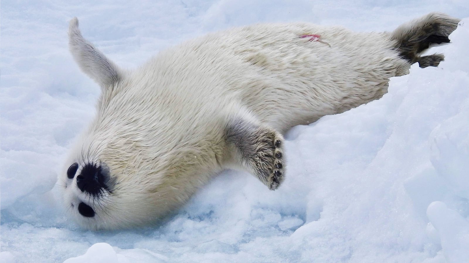 200618-Bain-Seal-tease_1_mizz01