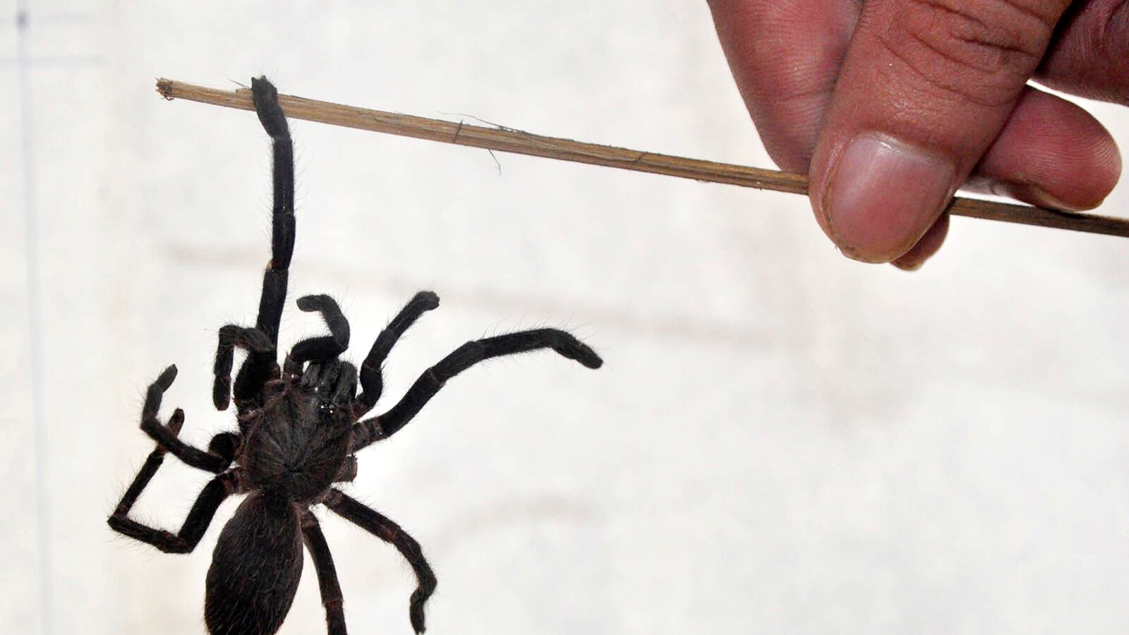 cheats/2012/06/05/indian-giant-spider-attack-kills-2/india-spider-attack-cheat_bwtrxw