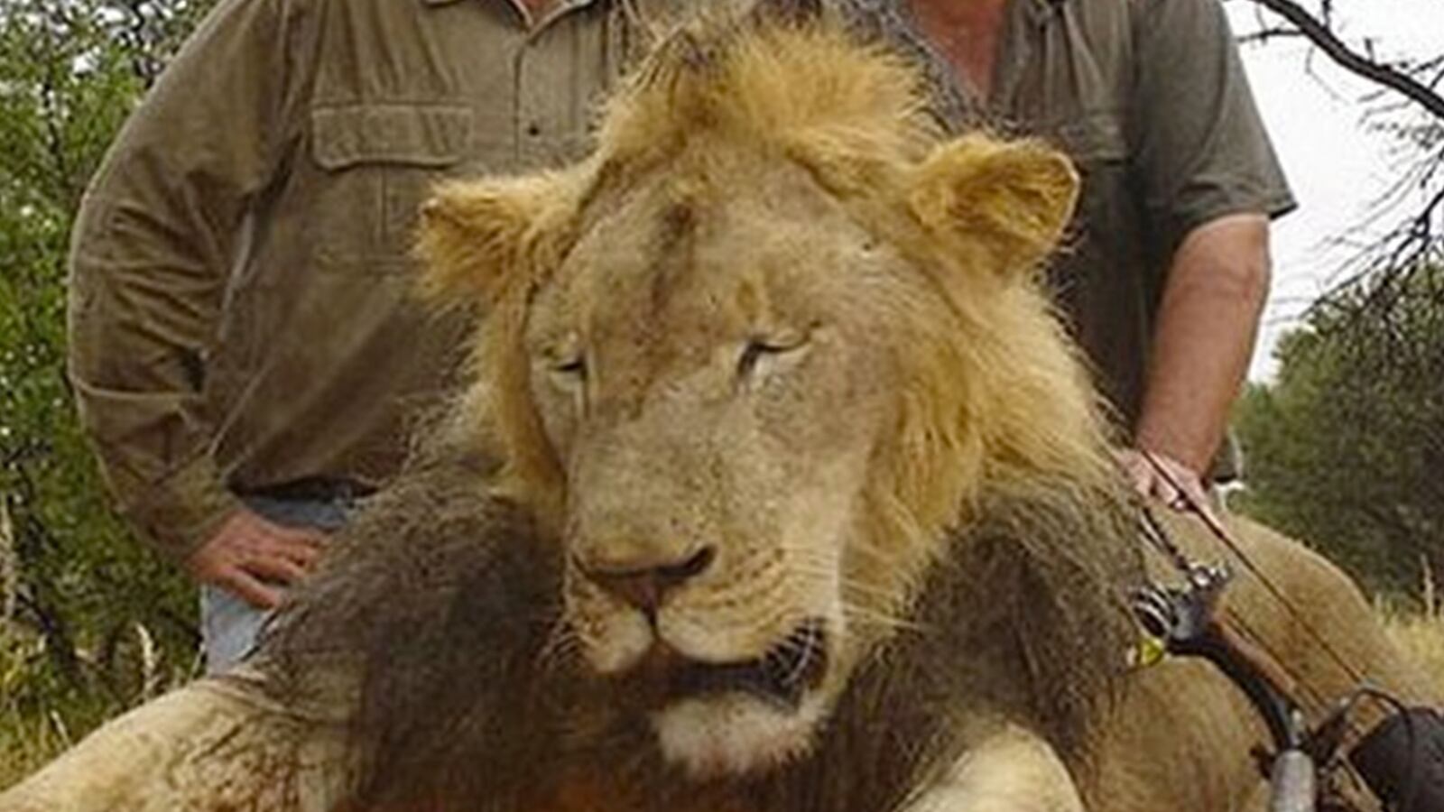 cheats/2015/07/29/zimbabwean-cecil-killers-face-court/150729-cecil-lion-cheat_mz5eck