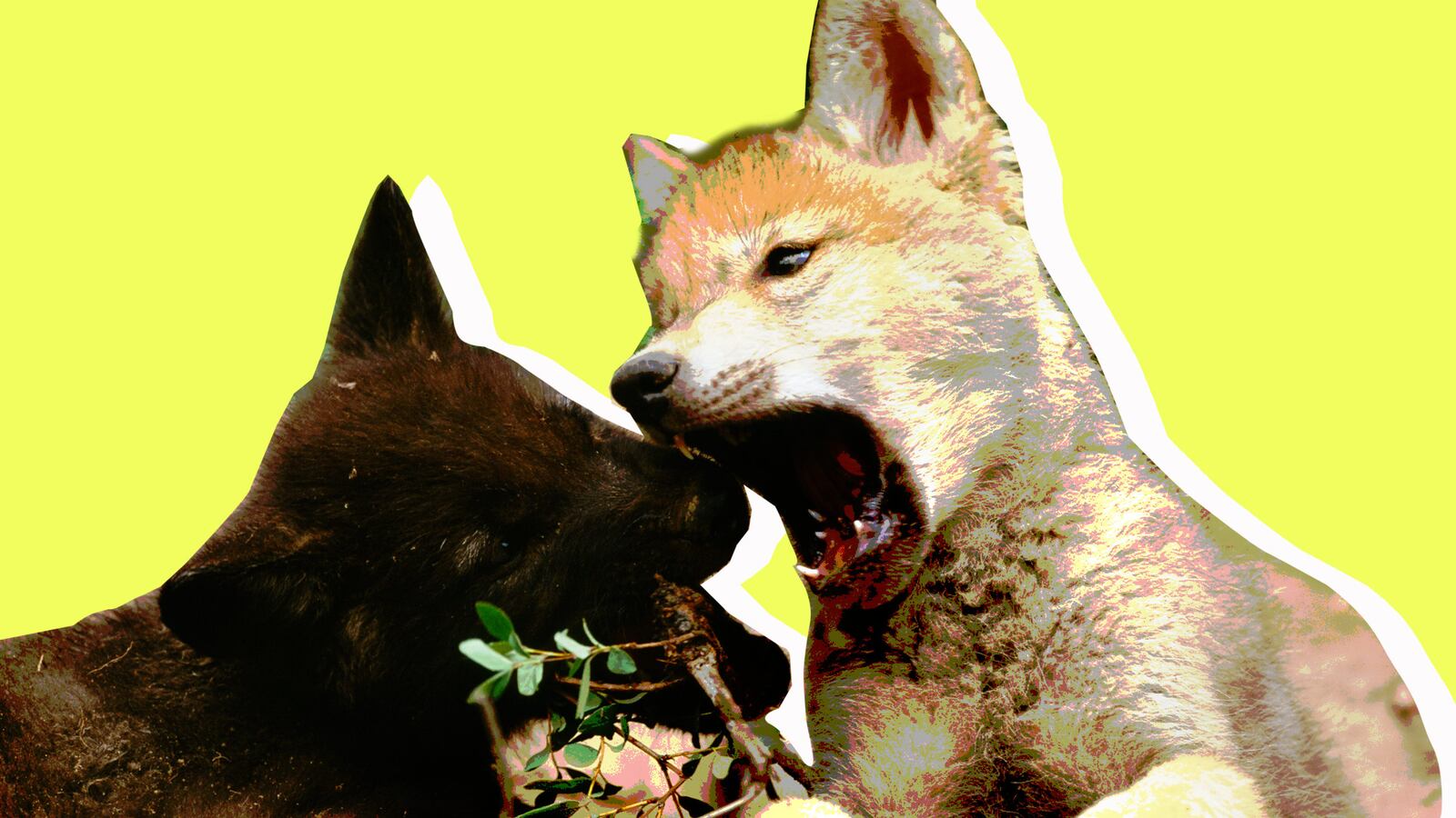 171010-171010-Briquelet-wolf-puppies-tease-2_slhaf5