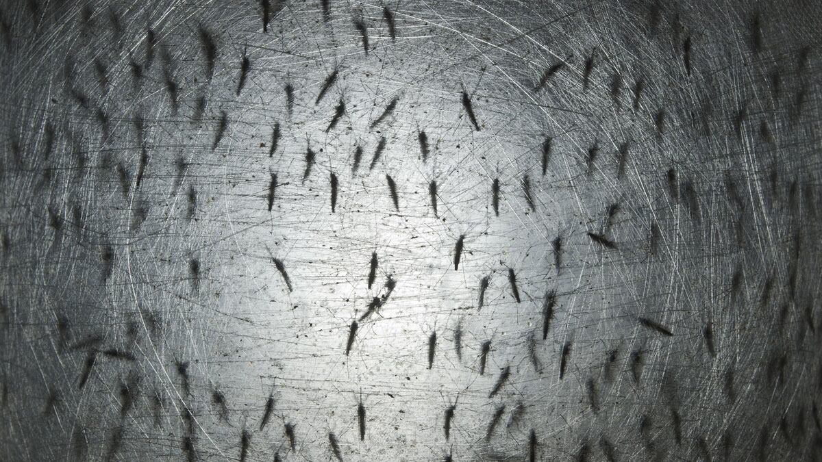 cheats/2014/09/25/brazil-releases-thousands-of-mosquitos/140925-mosquitoes-dengue-cheat_p6qo2z