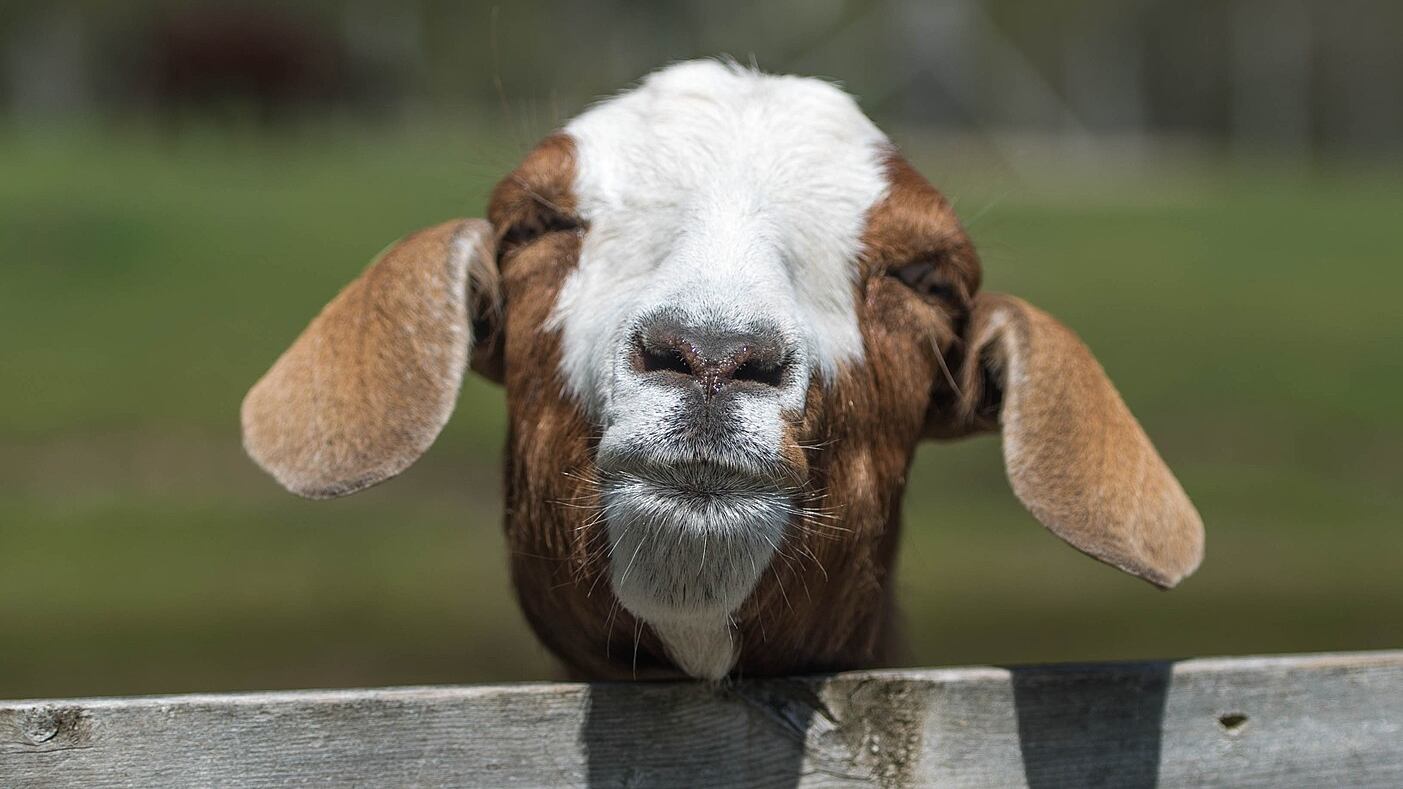 Boer goat.