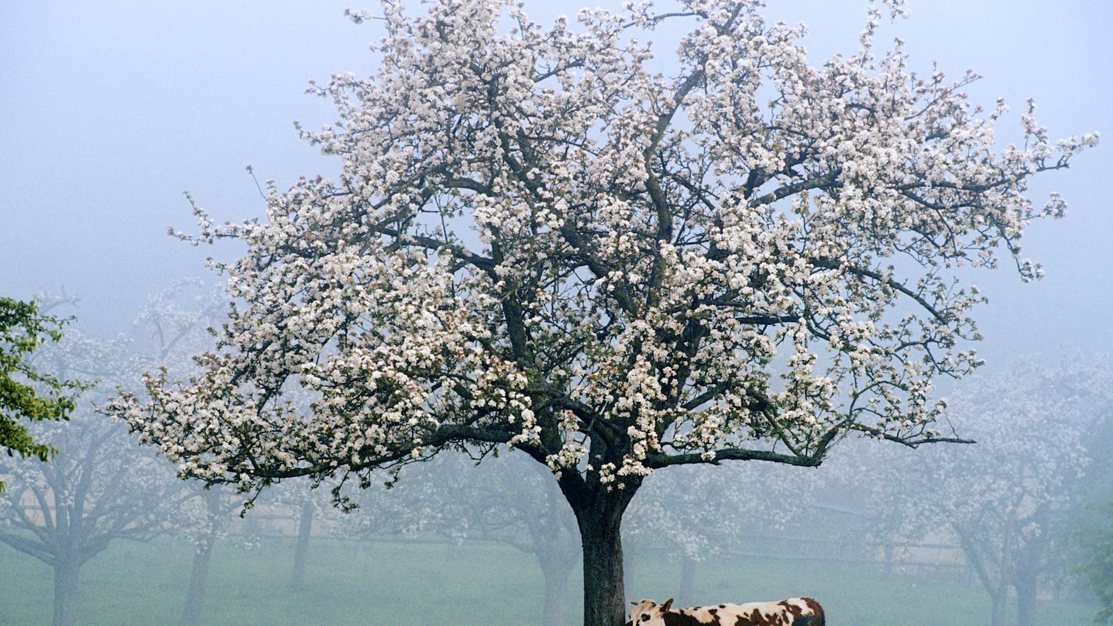 articles/2013/09/22/on-le-route-de-cidre-getting-buzzed-on-normandy-s-cider-trail/130920-route-de-cidre-oconnor-tease_lbmemb