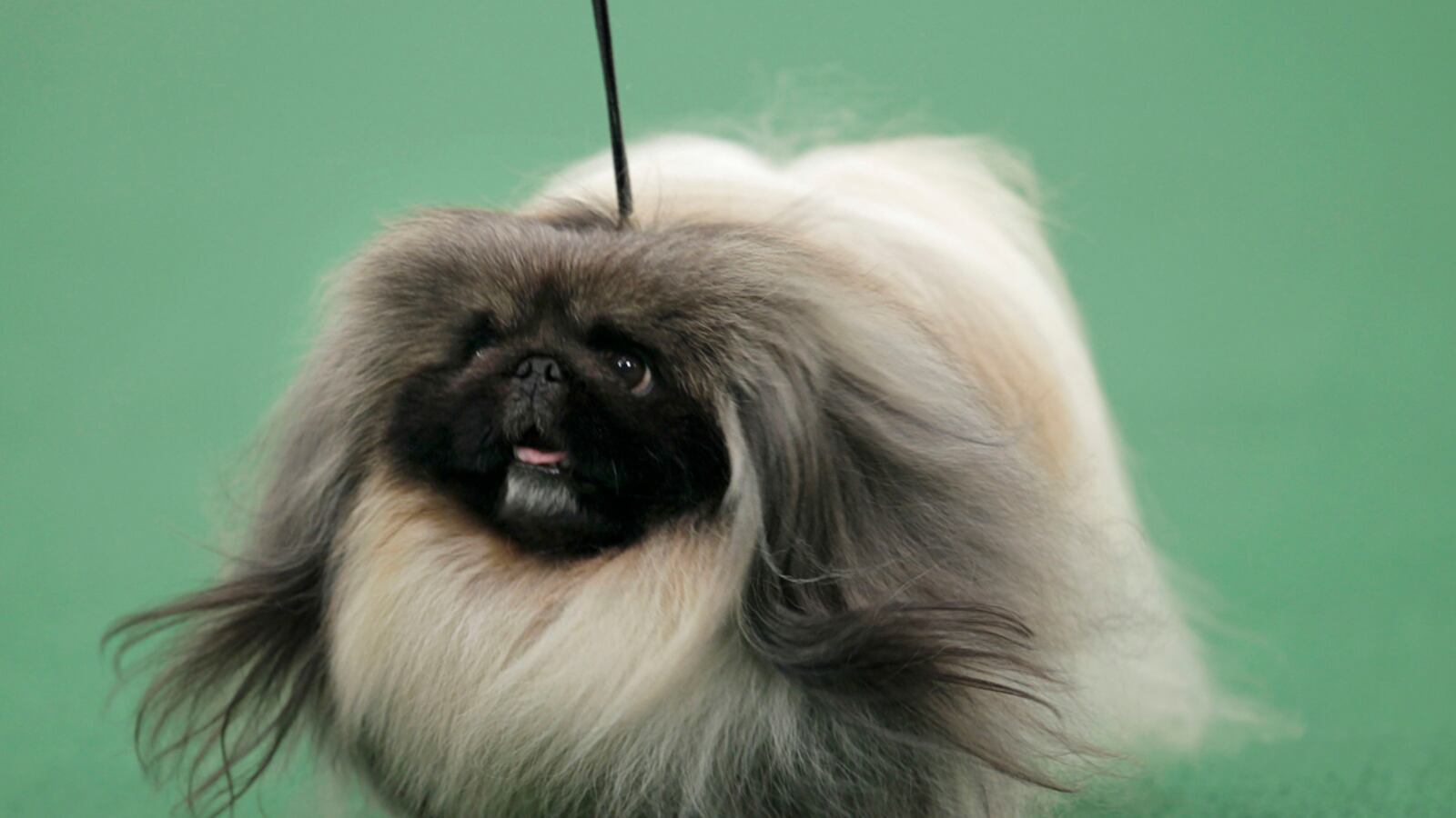 cheats/2012/02/14/pekingese-wins-westminster-grand-prize/malachy-westminster-pekingese-cheat_dreisc
