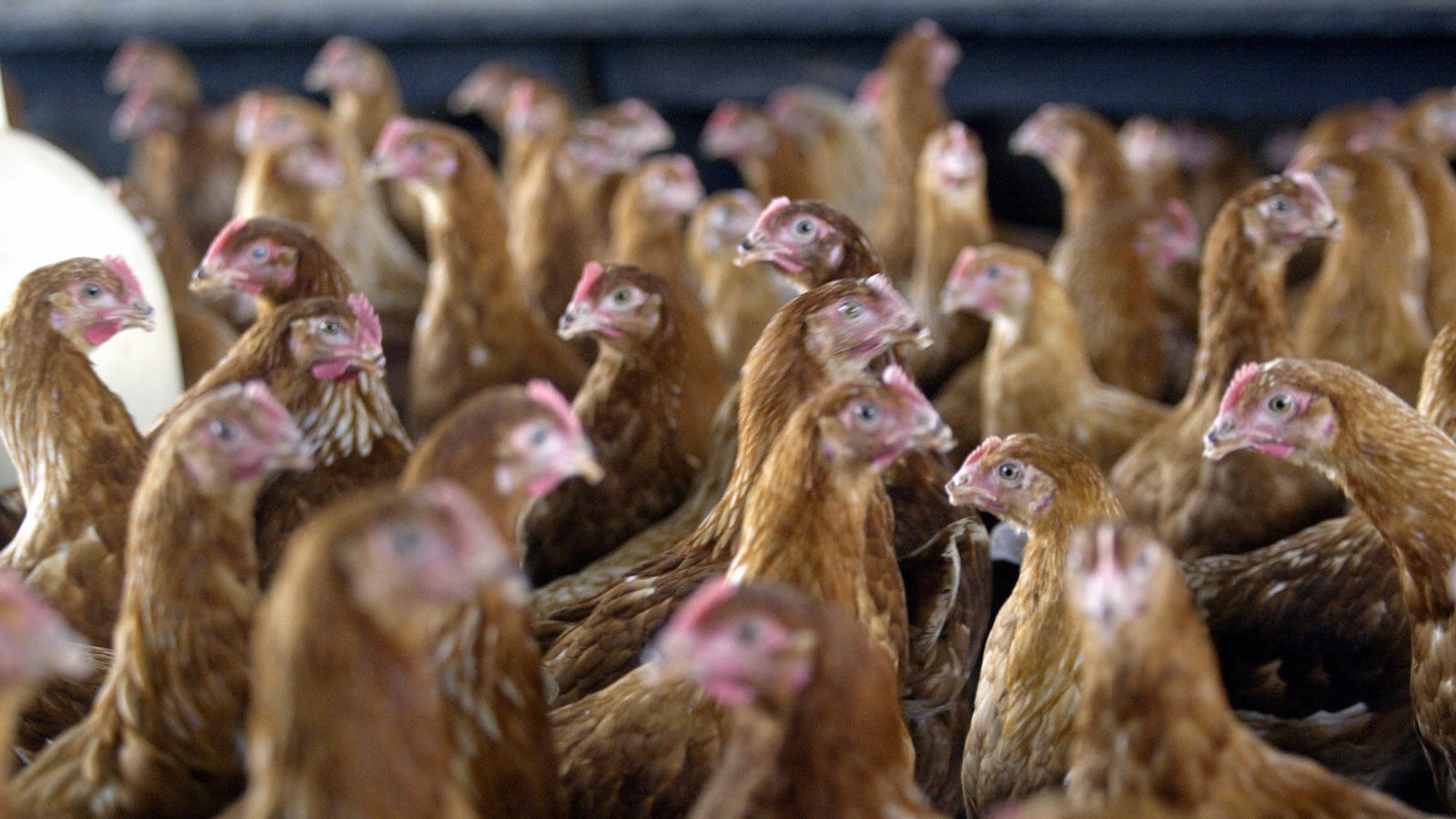 videos/2016/04/27/4-5-million-pounds-of-chicken-recalled/160427-Place-4.5-million-pounds-of-chicken-recalled_epfnxk