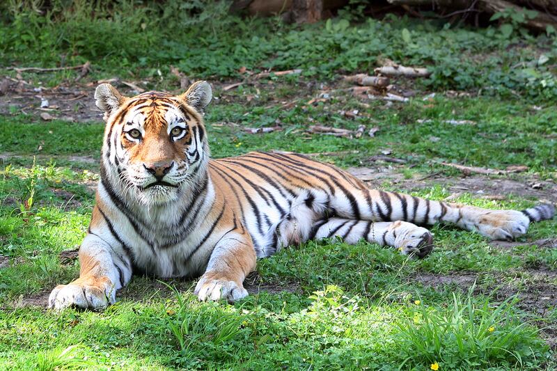 galleries/2012/04/23/bribery-in-mexico-toxic-necklaces-and-more-walmart-scandals-photos/walmart-scandals-tigers_mcmlhd