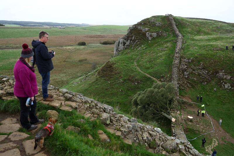 The iconic tree at Sycamore Gap after it was felled.