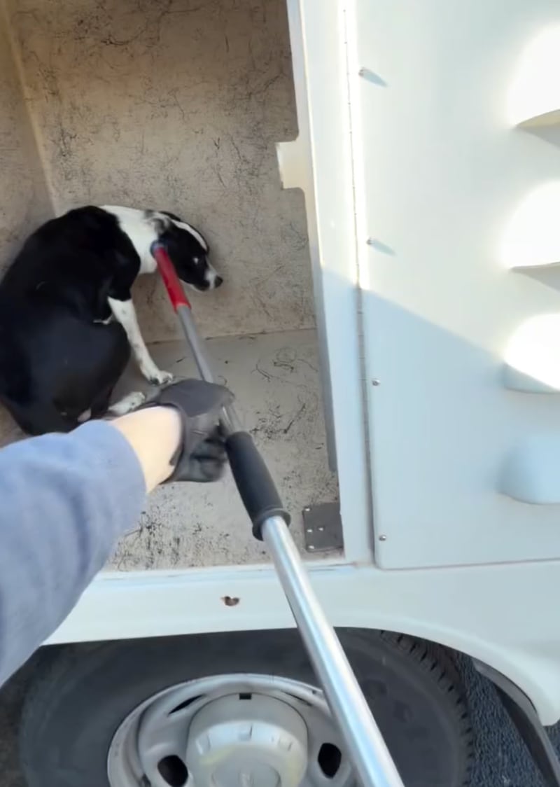 One of the dogs is taken into care.