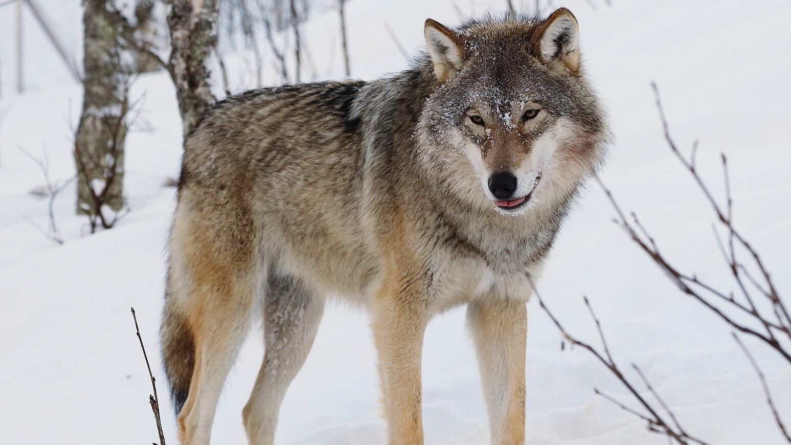 A Eurasian wolf at Polar Zoo in Bardu, Norway.