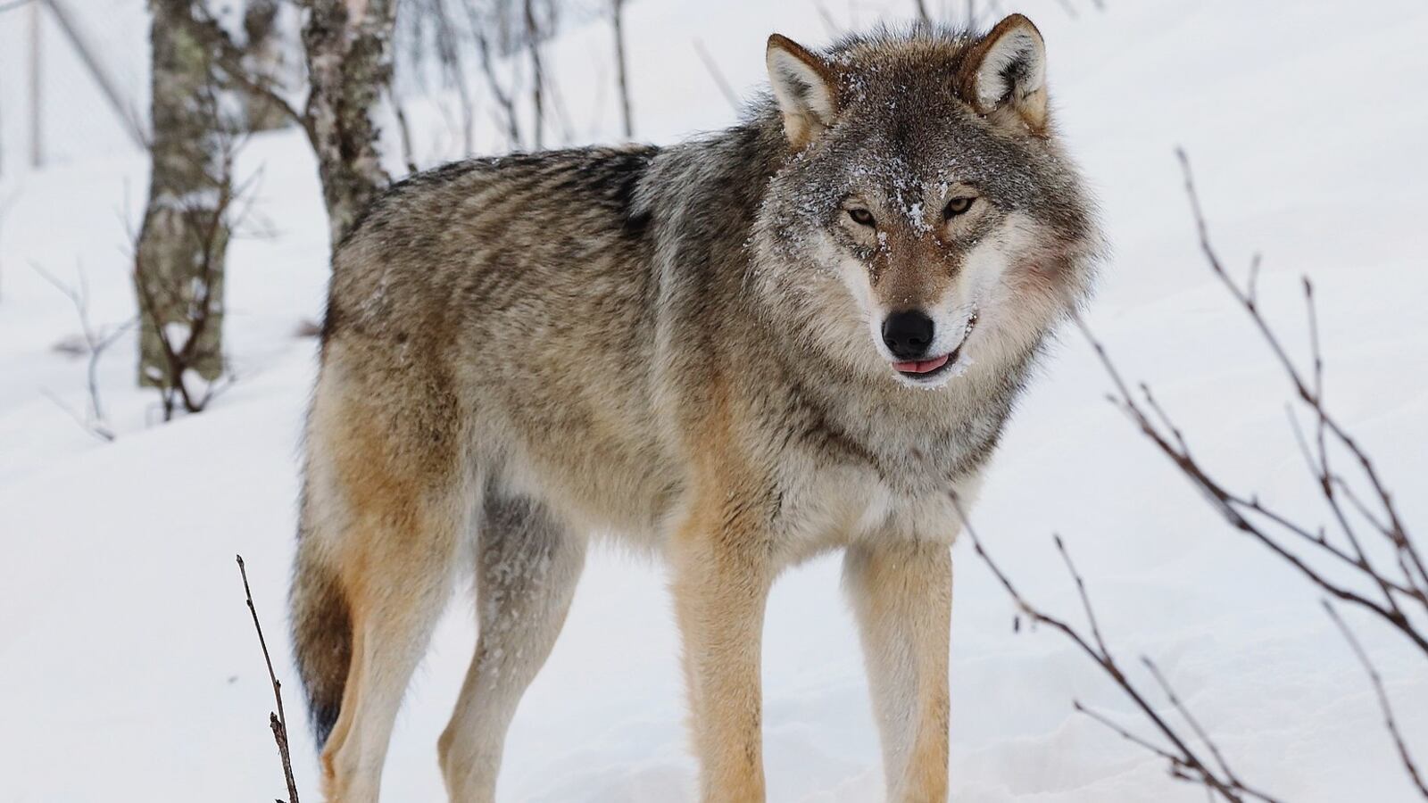 A Eurasian wolf at Polar Zoo in Bardu, Norway.