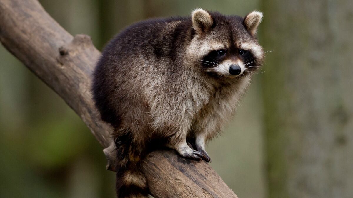 cheats/2013/03/15/rabid-organ-transplant-kills-md-man/cheat-raccoon-rabies-130315_gi10ey