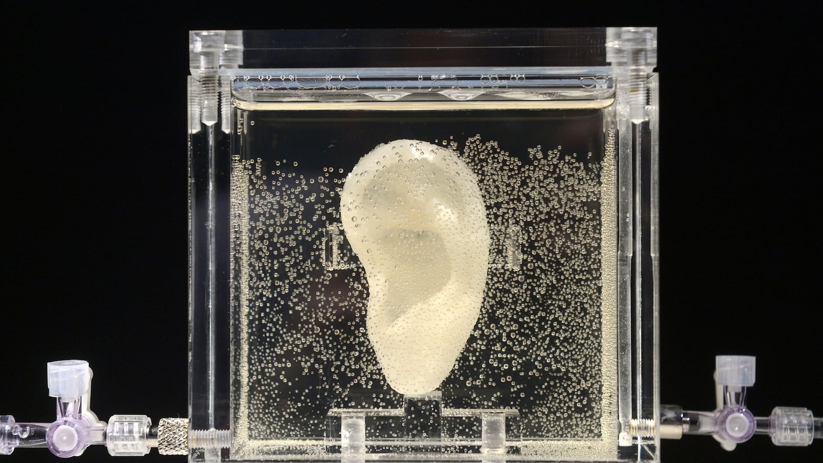 articles/2014/06/04/this-artist-reproduced-van-gogh-s-ear-and-it-s-alive/140604-van-gogh-ear-tease_baad2b