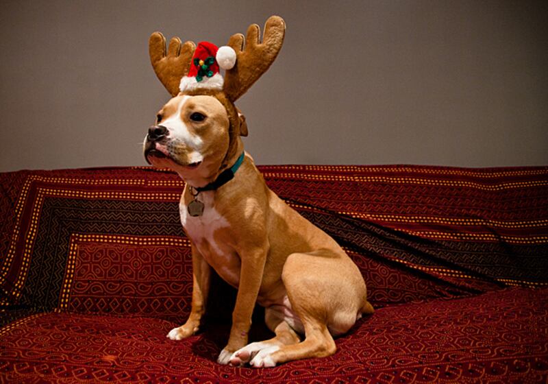 galleries/2010/12/22/reindogs/reindogs-5_dfdkuw