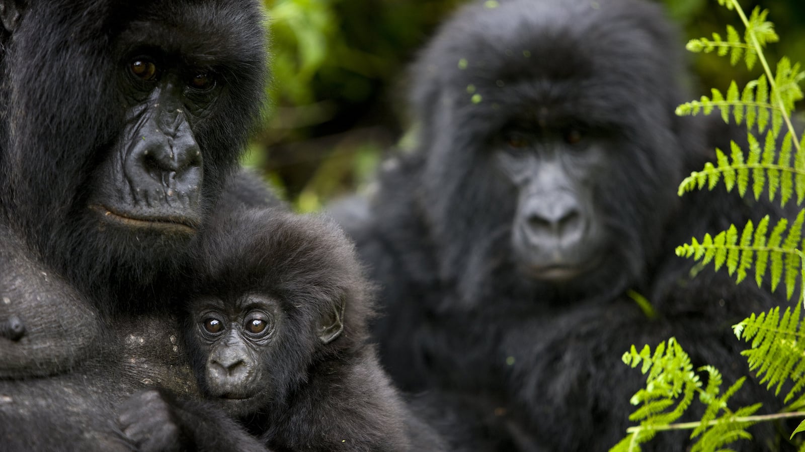 articles/2014/09/01/how-gorillas-are-outsmarting-ebola/140827-leon-gorilla-tease_nymgk3