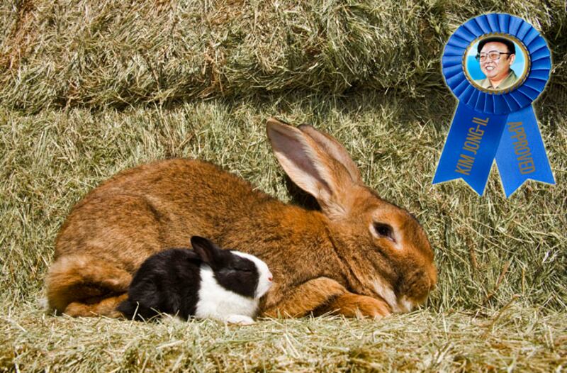 galleries/2011/12/20/obsessions-of-north-korea-s-dictator-kim-jong-il-bill-clinton-elizabeth-taylor-ramboand-more-photos/obsessions-of-kim-jun-il-gal-big-rabbits_iqalux